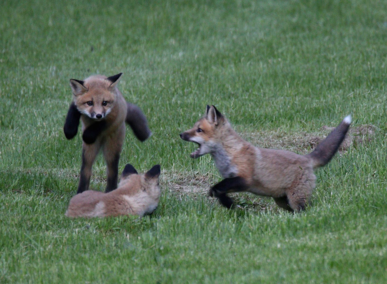 A mother fox and her pups in the North Country.