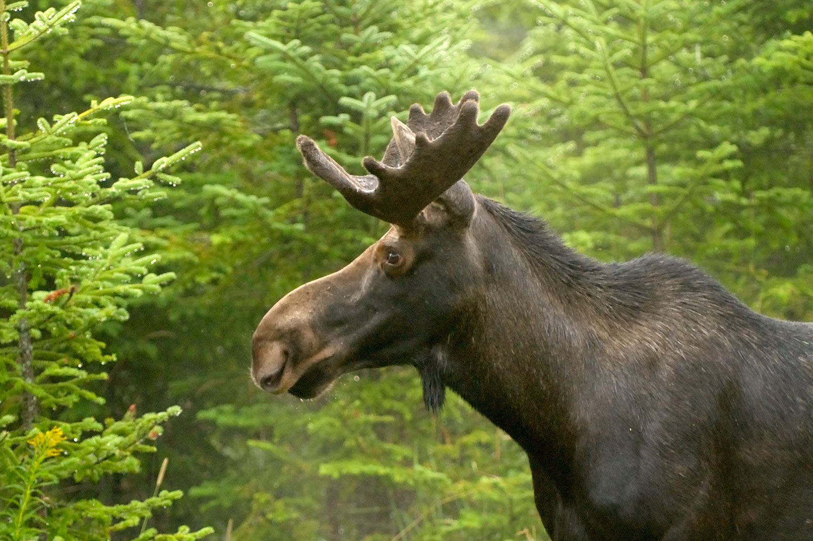 Moose in the North Country
