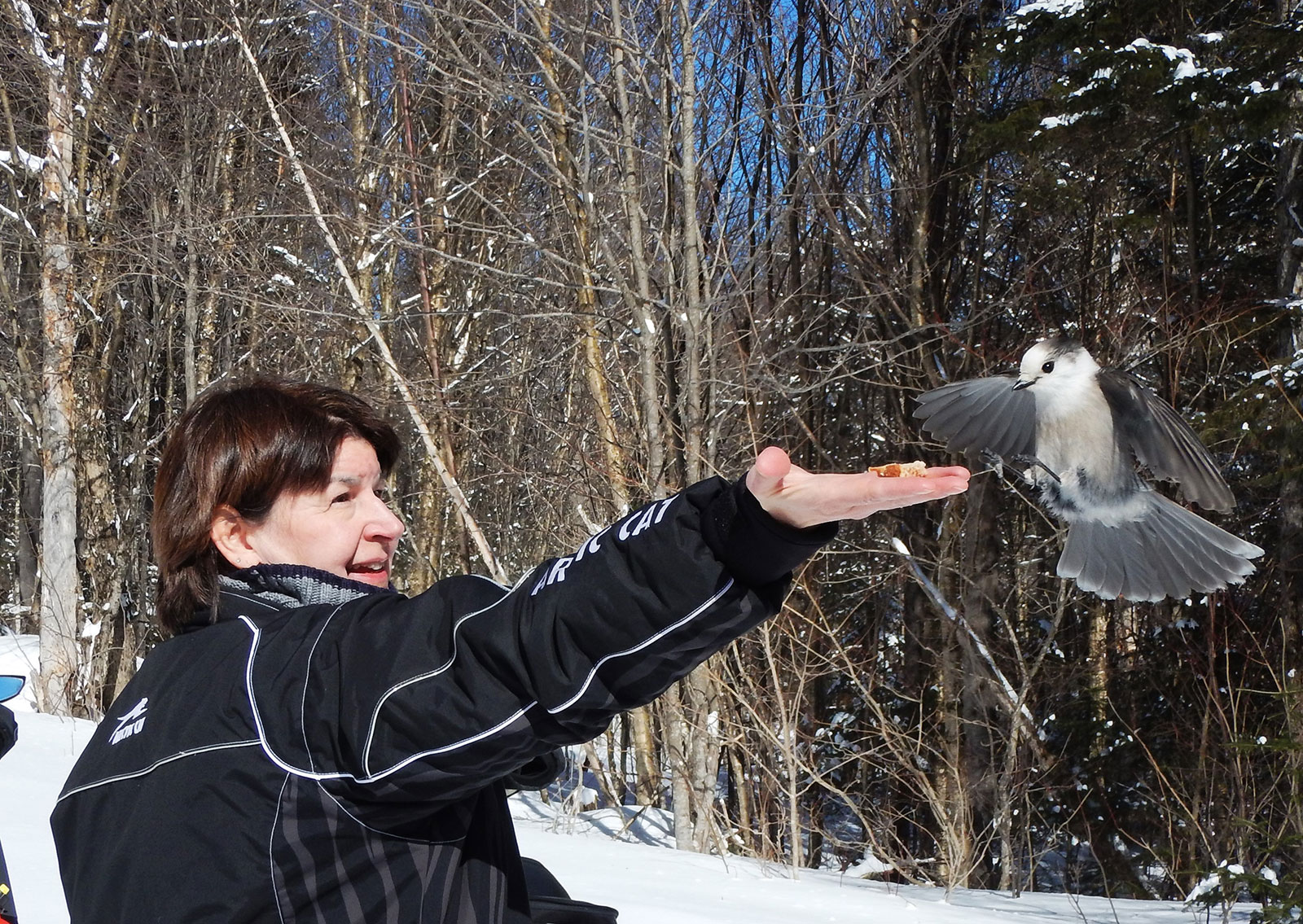 woman feeding a gray jay bird during winter