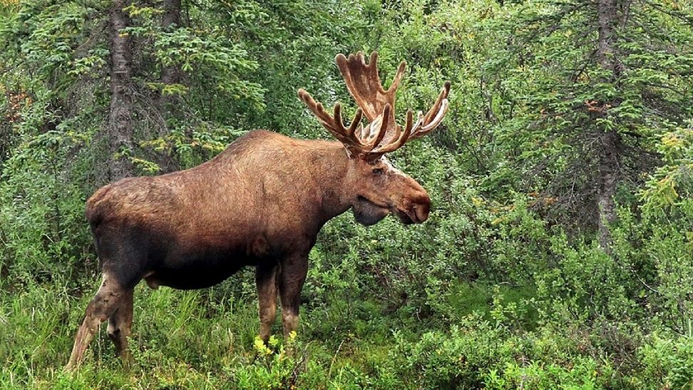 Hang out with the Moose at these 3 MooseWatching Spots in the North