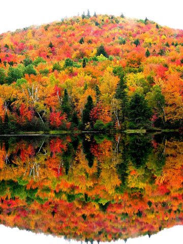 fall, autumn, fall foliage, new hampshire, northern new hampshire, foliage, peak foliage