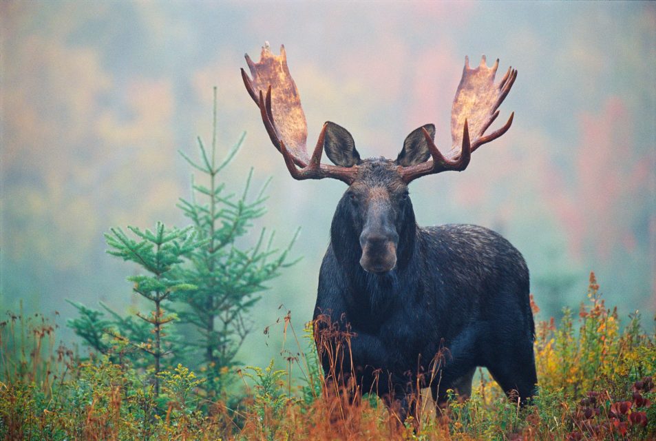 Hunting Season in New Hampshire